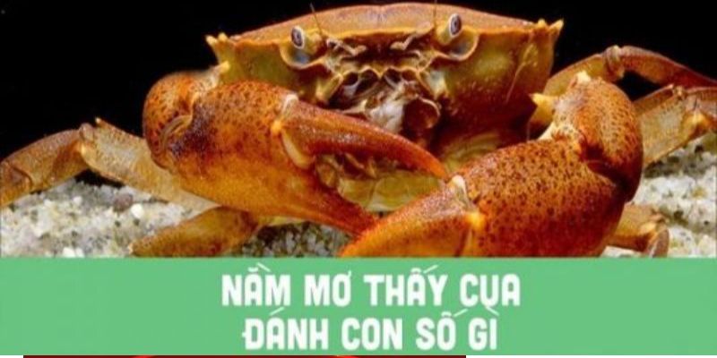 Mơ thấy cua chốt số nào về bờ nhanh chóng?