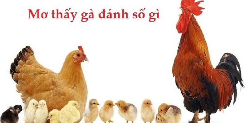 Mơ thấy gà lô thủ chốt số nào để đổi đời?