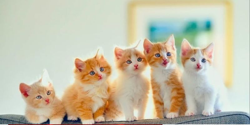 Giấc mơ về mèo có ý nghĩa gì?