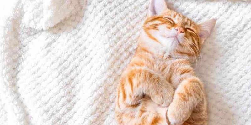 Mơ thấy đang ôm một con mèo