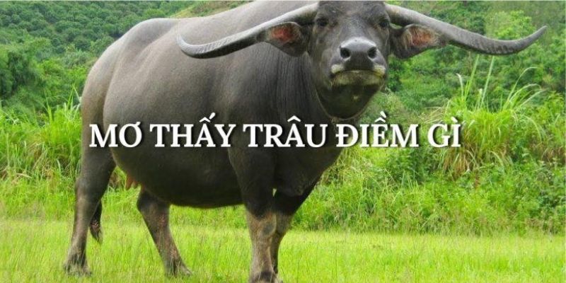 Giấc mộng mơ thấy trâu có ý nghĩa gì?