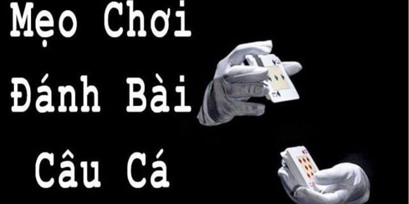 Kinh nghiệm chơi bài câu cá hiệu quả